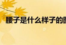 腰子是什么样子的图片（腰子是什么东西）