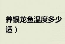 养银龙鱼温度多少（饲养银龙鱼的水温多少合适）