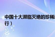 中国十大濒临灭绝的珍稀动物排行榜（中国濒危珍稀动物排行）