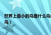 世界上最小的鸟是什么鸟体重多少（世界上最小的鸟是什么鸟）