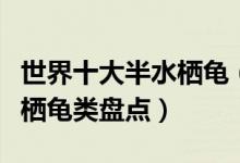 世界十大半水栖龟（上山下水都擅长常见半水栖龟类盘点）