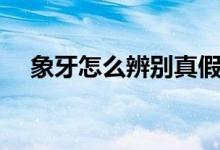 象牙怎么辨别真假（象牙真假怎样分辨）