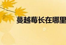 蔓越莓长在哪里（蔓越莓长在哪里）