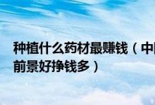 种植什么药材最赚钱（中国十大种植药材农业种植什么项目前景好挣钱多）