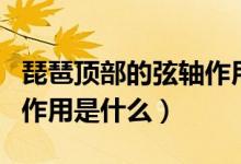 琵琶顶部的弦轴作用是什么（琵琶顶部的弦轴作用是什么）