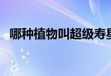 哪种植物叫超级寿星（哪种植物叫痒痒树）