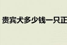贵宾犬多少钱一只正宗（贵宾犬多少钱一只）