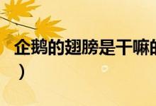 企鹅的翅膀是干嘛的（企鹅的翅膀是干什么的）