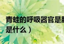 青蛙的呼吸器官是肺和皮肤（青蛙的呼吸器官是什么）