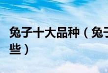 兔子十大品种（兔子种类大全宠物兔品种有哪些）
