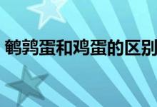 鹌鹑蛋和鸡蛋的区别（鹌鹑蛋和鸡蛋的区别）