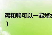 鸡和鸭可以一起焯水吗（鸡和鸭可以一起养吗）