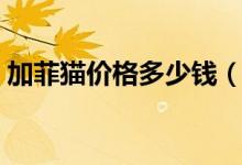 加菲猫价格多少钱（加菲猫价格多少钱一只）