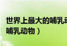 世界上最大的哺乳动物十大排名（体型最大的哺乳动物）