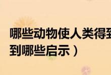哪些动物使人类得到什么启示（人们从动物得到哪些启示）