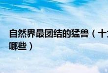 自然界最团结的猛兽（十大群居猛兽除了狮子和狼你还知道哪些）