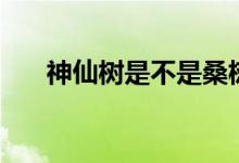神仙树是不是桑树（神仙树是什么树）