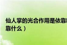 仙人掌的光合作用是依靠哪个部位（仙人掌的光合作用是依靠什么）