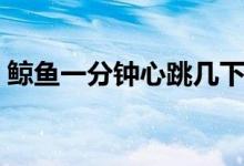 鲸鱼一分钟心跳几下（鲸鱼一分钟心跳几次）
