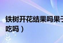 铁树开花结果吗果子能吃吗（铁树开花结果能吃吗）