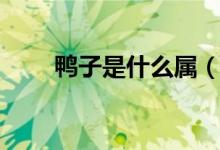 鸭子是什么属（鸭子是什么类动物）