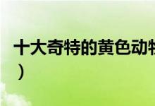 十大奇特的黄色动物（神奇的黄色动物大盘点）