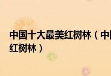 中国十大最美红树林（中国最美红树林有哪些盘点最漂亮的红树林）