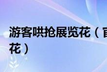 游客哄抢展览花（官方声明称其为景观道具假花）
