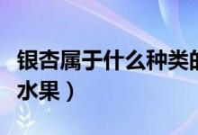 银杏属于什么种类的植物（银杏属于什么种类水果）