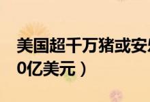 美国超千万猪或安乐死（全美养猪户将损失50亿美元）