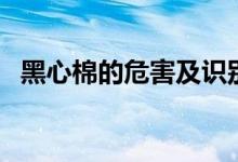 黑心棉的危害及识别方法（黑心棉的危害）