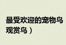 最受欢迎的宠物鸟（十大笼养鸟人们最喜爱的观赏鸟）