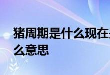 猪周期是什么现在是猪价低点吗 猪周期是什么意思