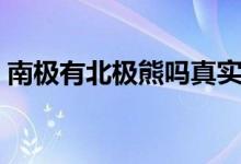 南极有北极熊吗真实答案（南极有北极熊吗）