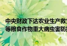 中央财政下达农业生产救灾资金6.73亿元支持各地做好水稻等粮食作物重大病虫害防控工作