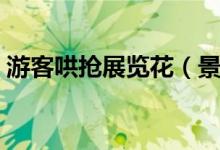 游客哄抢展览花（景区回应这些只是假花！）