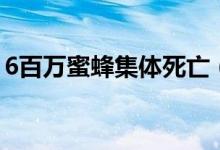 6百万蜜蜂集体死亡（造成直接损失6万余元）