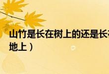 山竹是长在树上的还是长在地里的（山竹长在哪里树上还是地上）