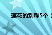 莲花的别称5个（莲花的别称有哪些）