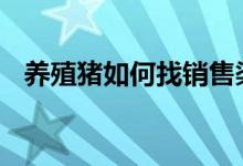 养殖猪如何找销售渠道 养殖猪如何办贷款