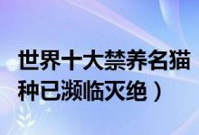世界十大禁养名猫（全球稀有猫咪品种盘点多种已濒临灭绝）