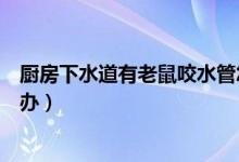 厨房下水道有老鼠咬水管怎么办（下水道有老鼠咬水管怎么办）