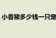 小香猪多少钱一只宠物（小香猪多少钱一只）