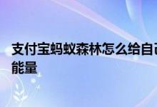 支付宝蚂蚁森林怎么给自己的树浇水 支付宝蚂蚁森林怎么刷能量