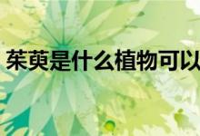 茱萸是什么植物可以吃吗（茱萸是什么植物）