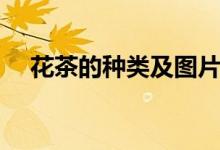 花茶的种类及图片（花茶的种类有哪些）