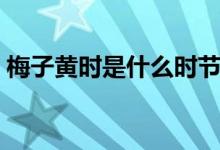 梅子黄时是什么时节（梅子黄时是什么季节）