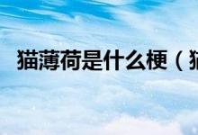 猫薄荷是什么梗（猫薄荷是什么（图文））