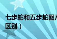 七步蛇和五步蛇图片对比（七步蛇和五步蛇的区别）