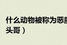 什么动物被称为恶魔使者（什么动物被称为平头哥）